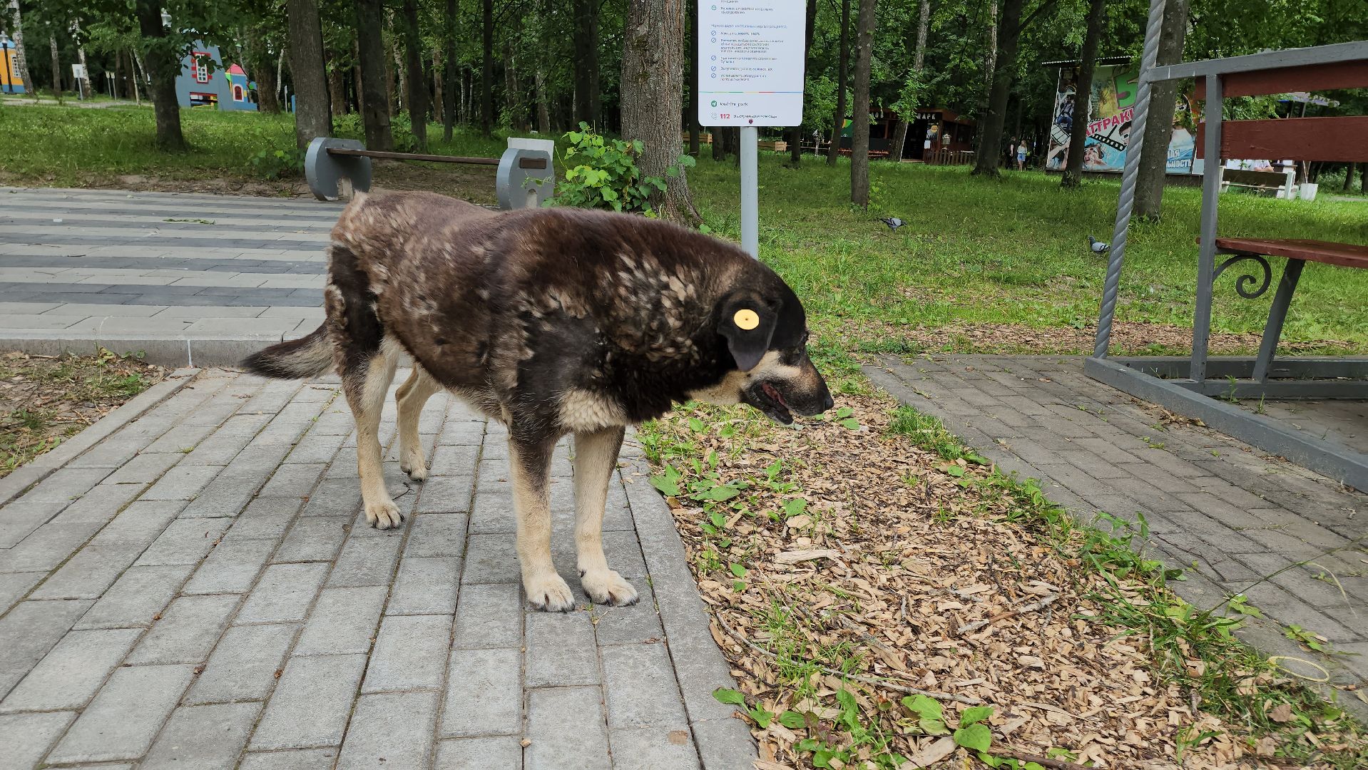 кашира, городской парк, кинолог, кинологическая служба, ко мне мухтар, ветеринар, приют для собак, собаки, дог-шоу,