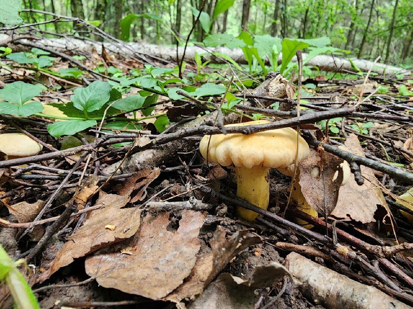 пущино, грибы, серпухов, экология,