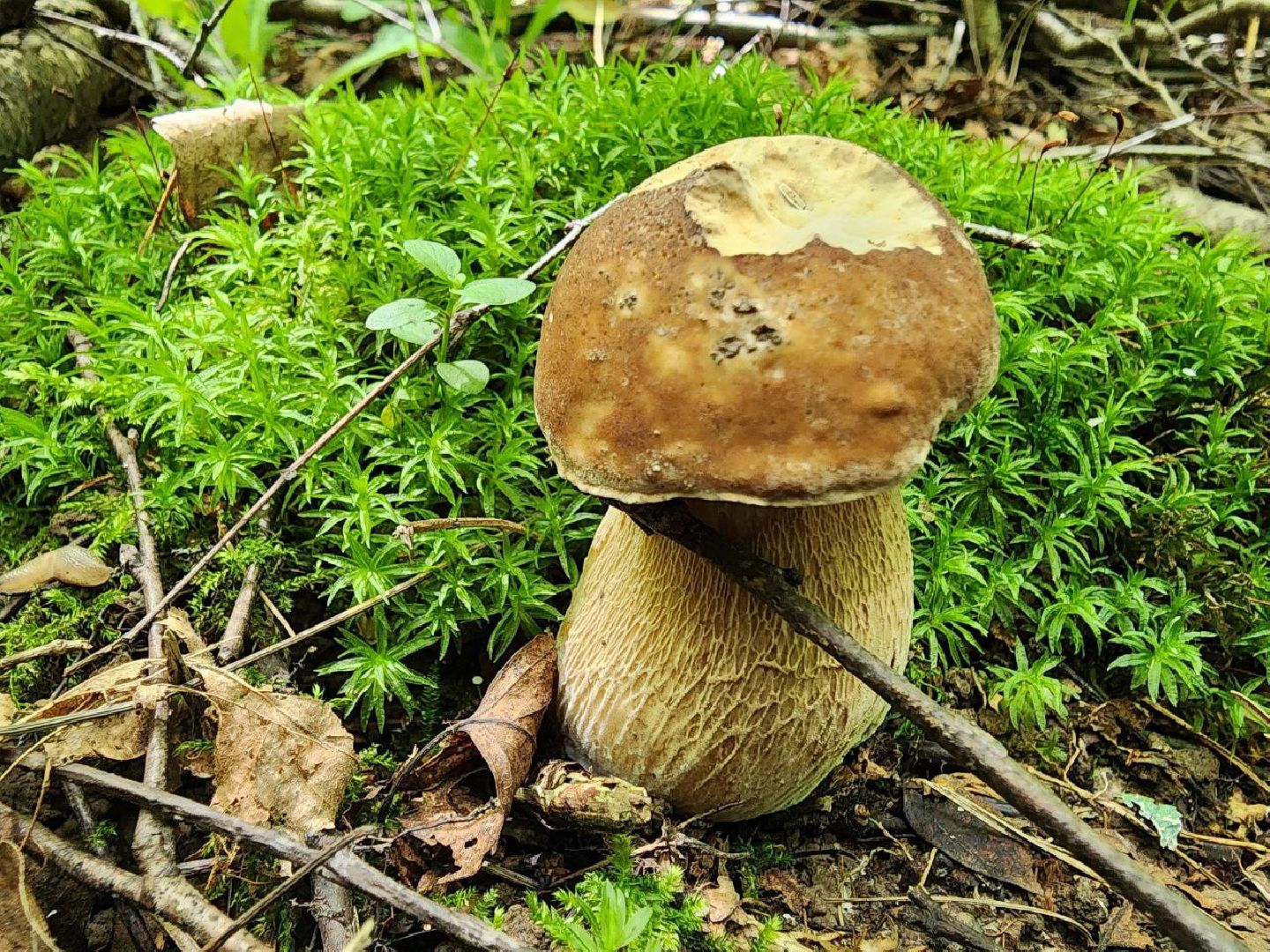 пущино, грибы, серпухов, экология,