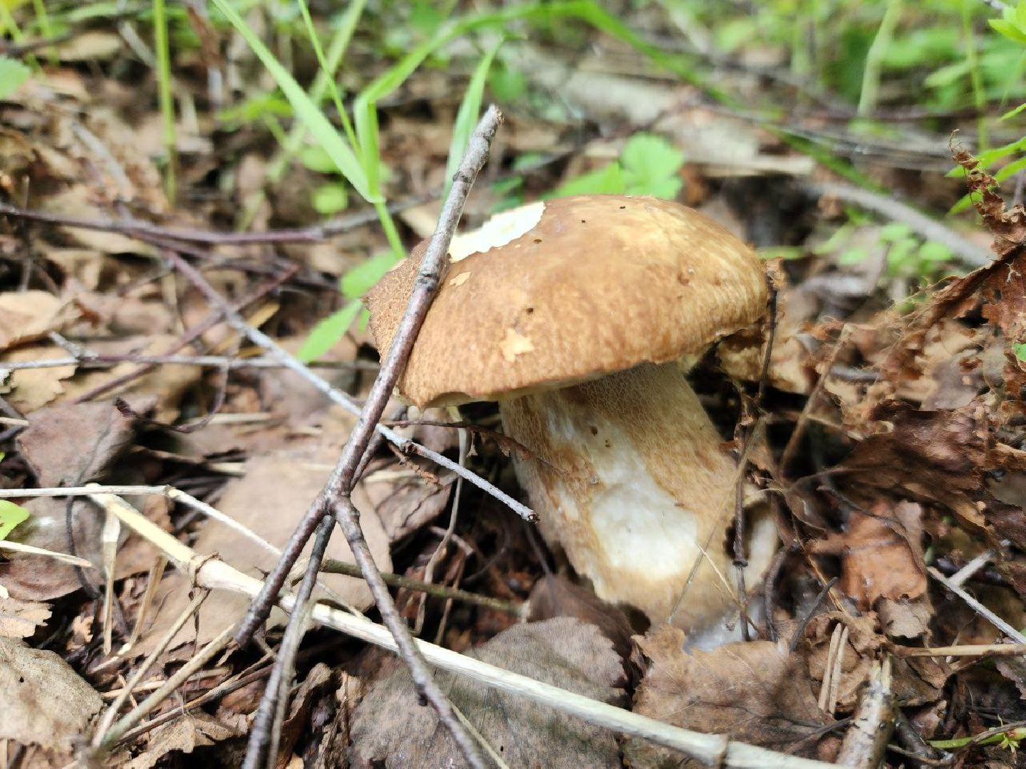 пущино, грибы, серпухов, экология,