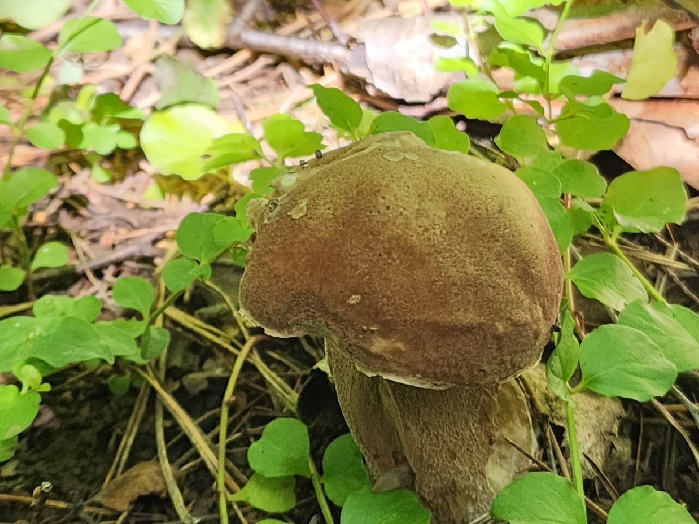 пущино, грибы, серпухов, экология,