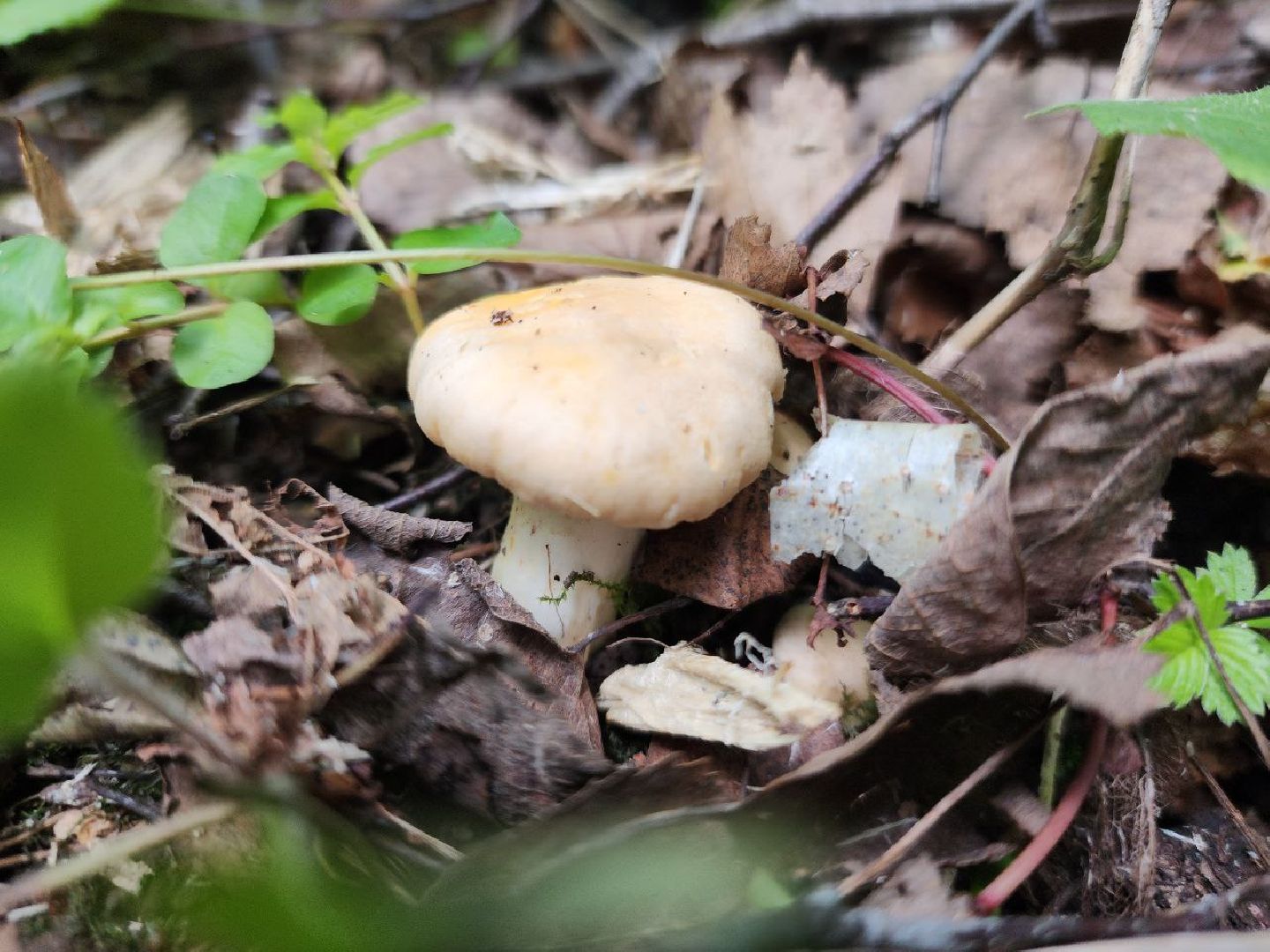 пущино, грибы, серпухов, экология,