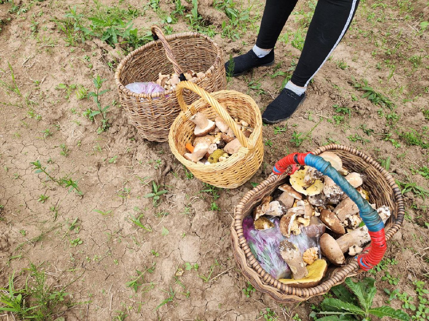 пущино, грибы, серпухов, экология,