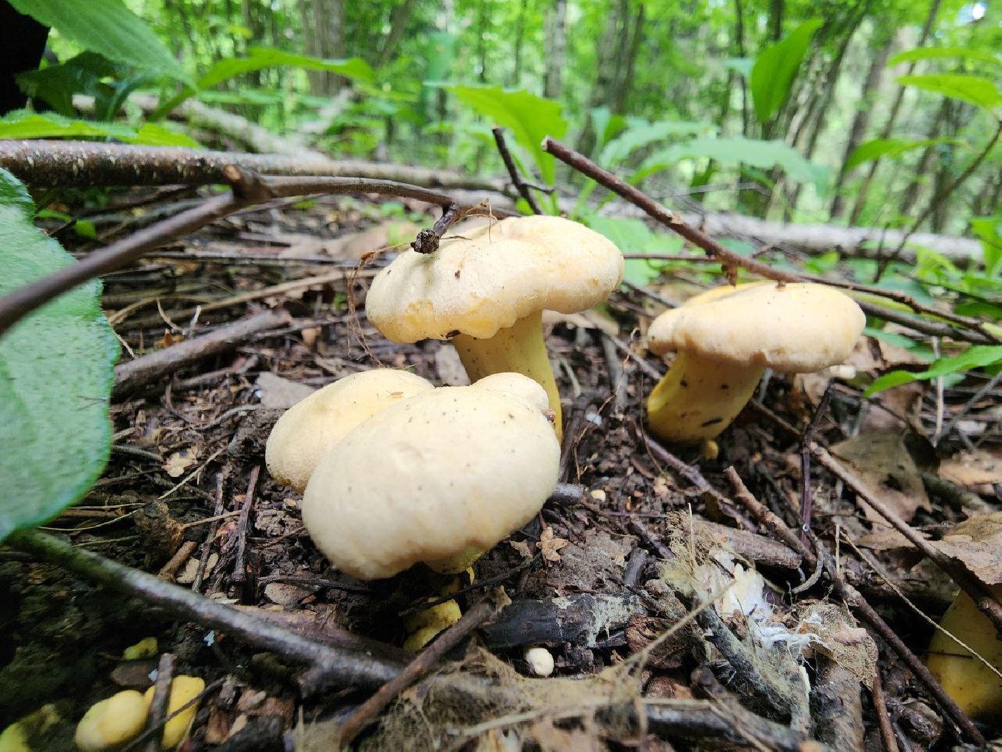 пущино, грибы, серпухов, экология,