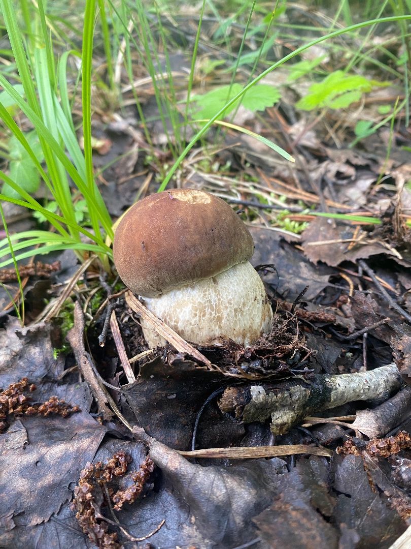 пущино, грибы, серпухов, экология,