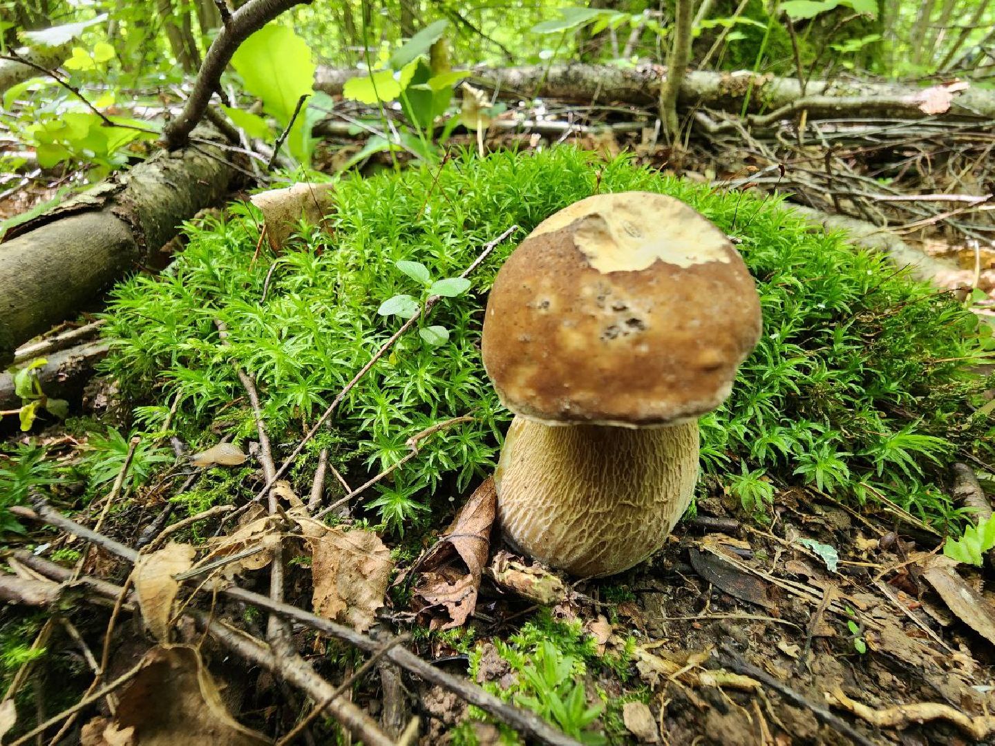 пущино, грибы, серпухов, экология,