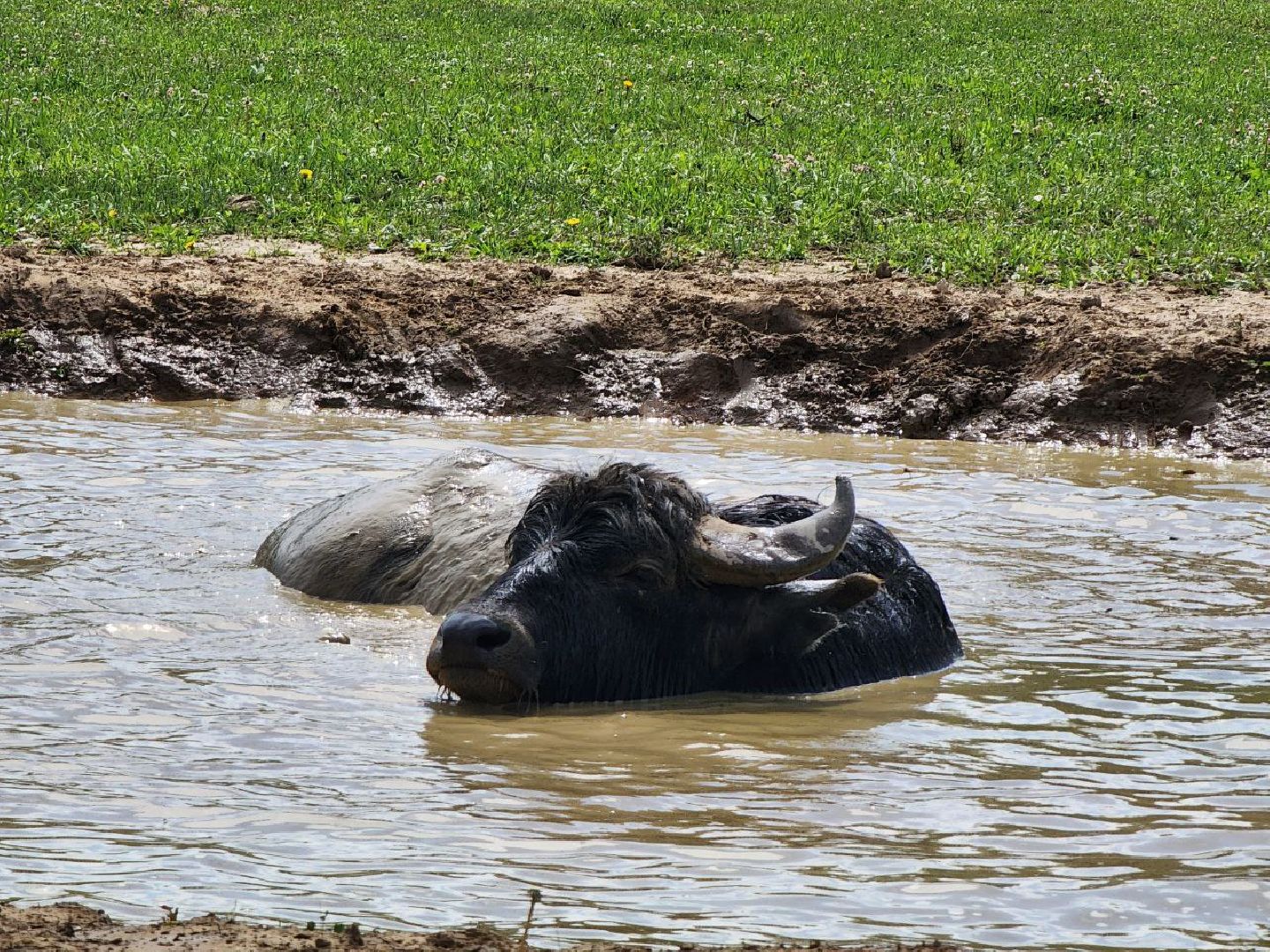 можайск, можайский городской округ, подмосковье, сафари-парк, животные, быки, як, буйвол, бизон, зубр, туризм в можайске, туризм в подмосковье,
