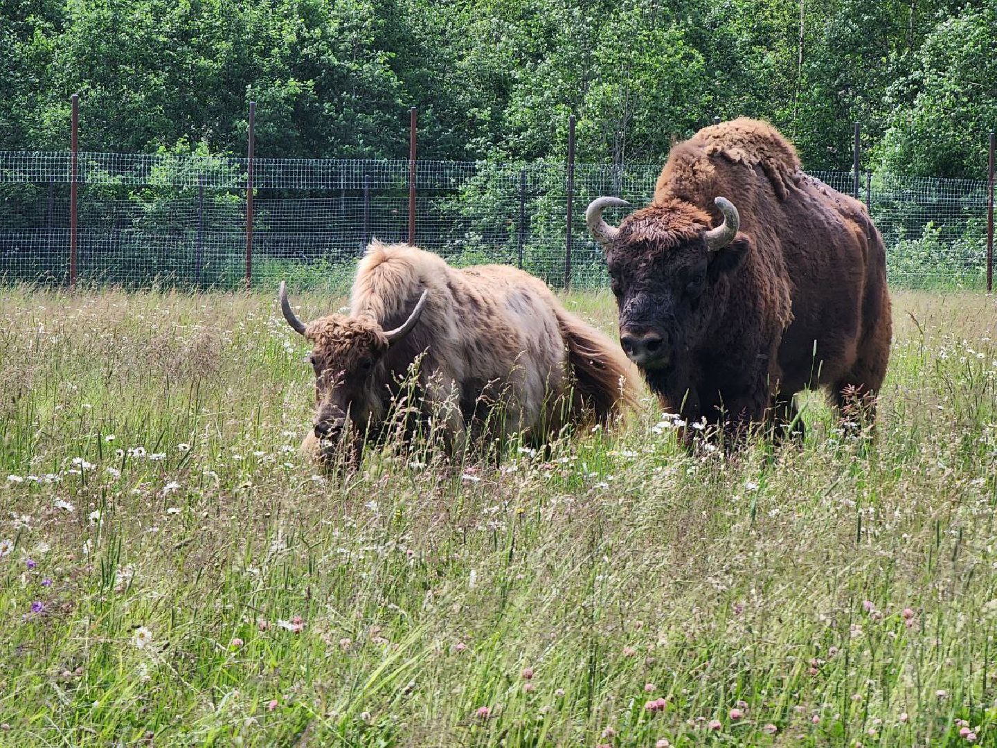 можайск, можайский городской округ, подмосковье, сафари-парк, животные, быки, як, буйвол, бизон, зубр, туризм в можайске, туризм в подмосковье,