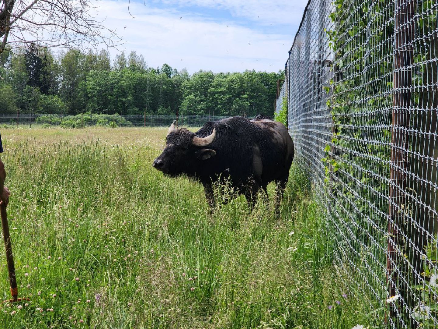 можайск, можайский городской округ, подмосковье, сафари-парк, животные, быки, як, буйвол, бизон, зубр, туризм в можайске, туризм в подмосковье,