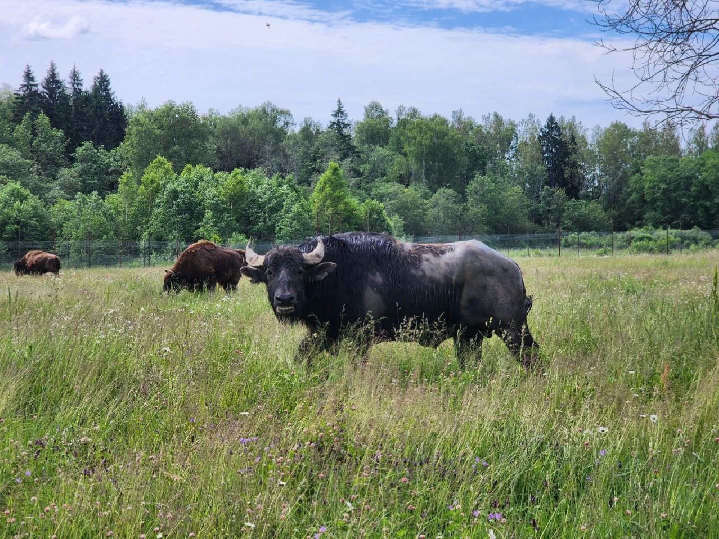 можайск, можайский городской округ, подмосковье, сафари-парк, животные, быки, як, буйвол, бизон, зубр, туризм в можайске, туризм в подмосковье,