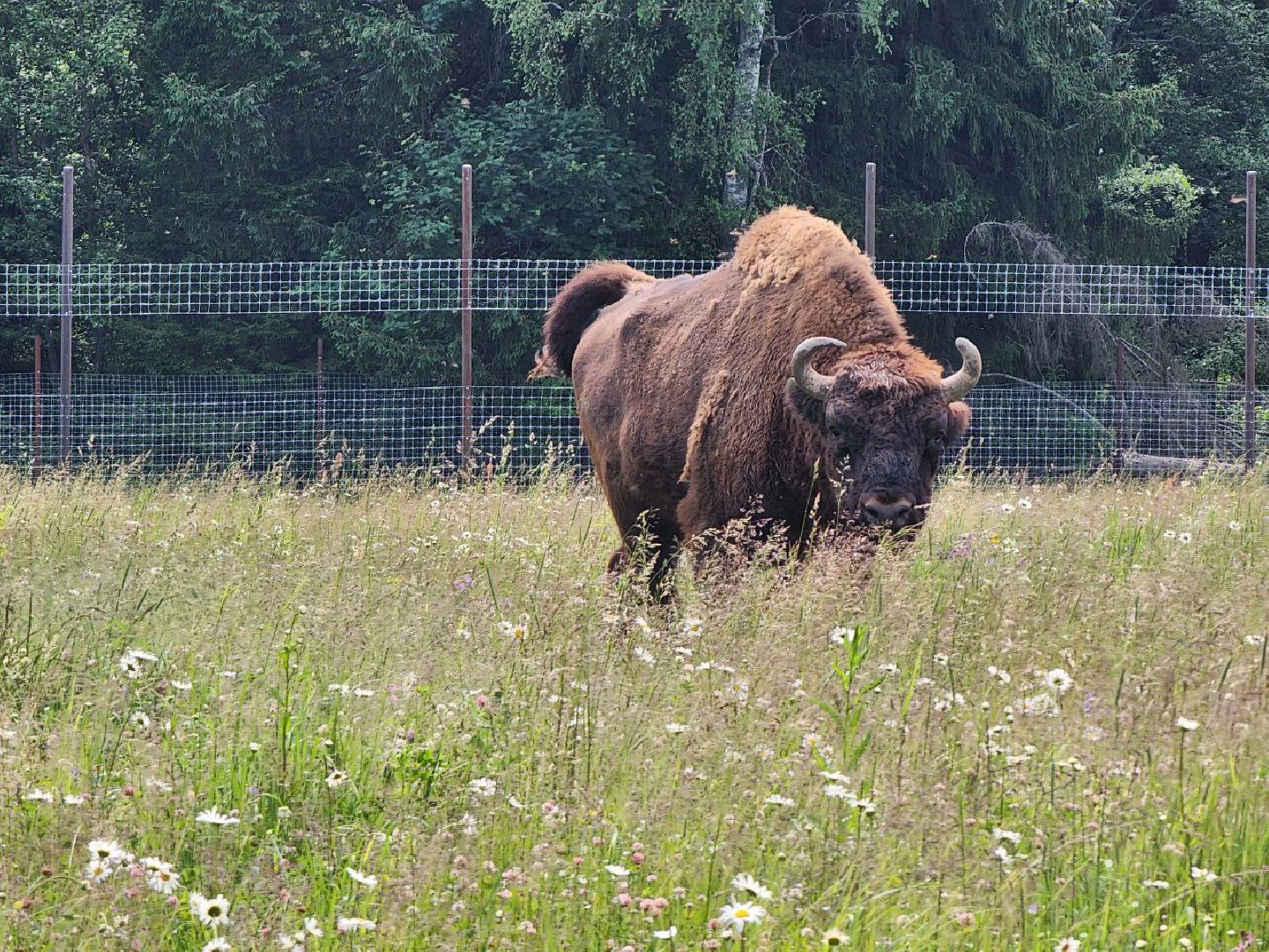 можайск, можайский городской округ, подмосковье, сафари-парк, животные, быки, як, буйвол, бизон, зубр, туризм в можайске, туризм в подмосковье,