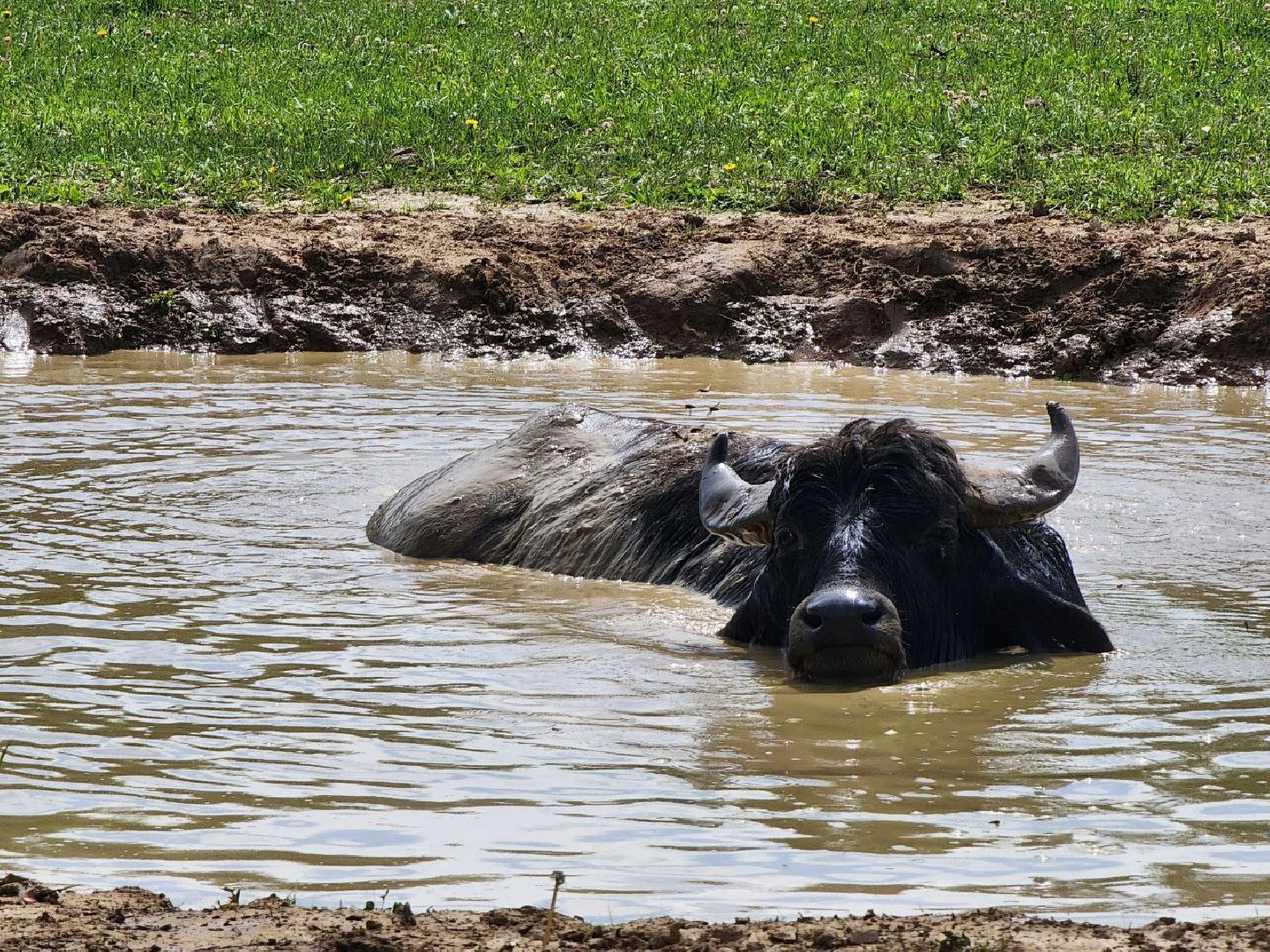 можайск, можайский городской округ, подмосковье, сафари-парк, животные, быки, як, буйвол, бизон, зубр, туризм в можайске, туризм в подмосковье,