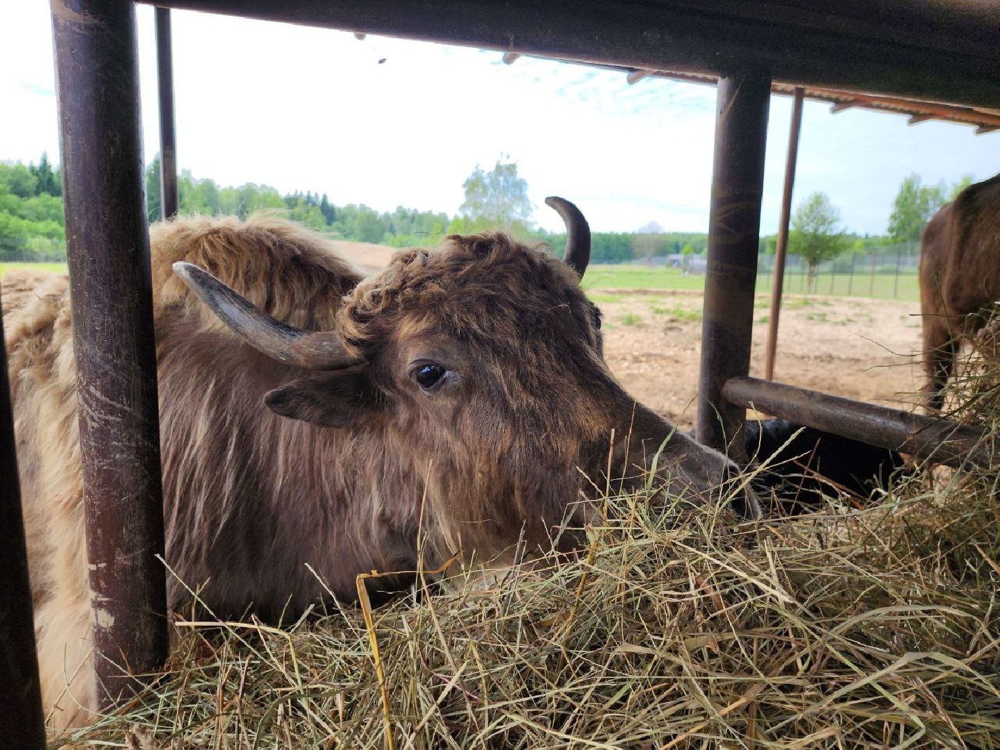 можайск, можайский городской округ, подмосковье, сафари-парк, животные, быки, як, буйвол, бизон, зубр, туризм в можайске, туризм в подмосковье,
