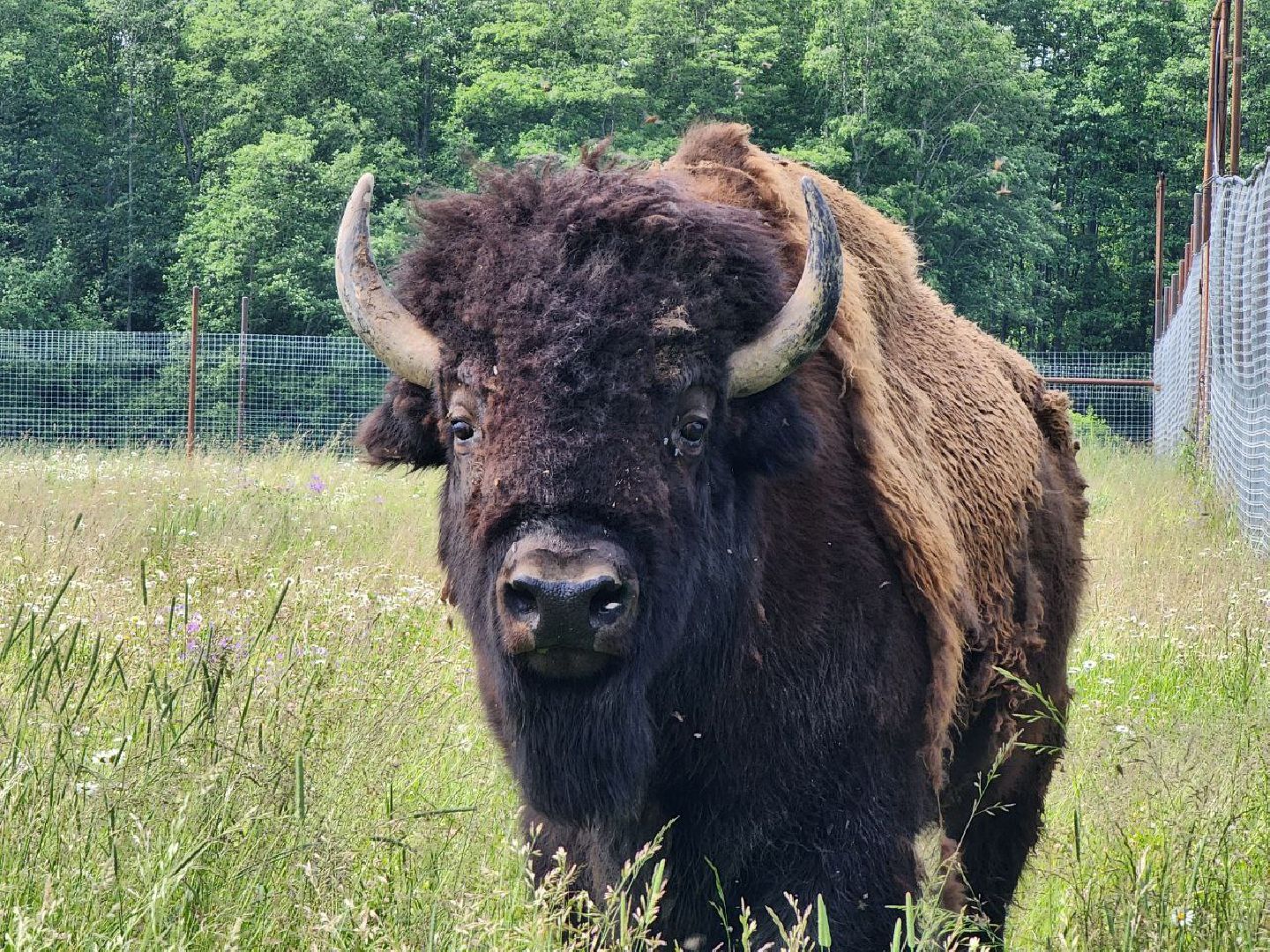 можайск, можайский городской округ, подмосковье, сафари-парк, животные, быки, як, буйвол, бизон, зубр, туризм в можайске, туризм в подмосковье,