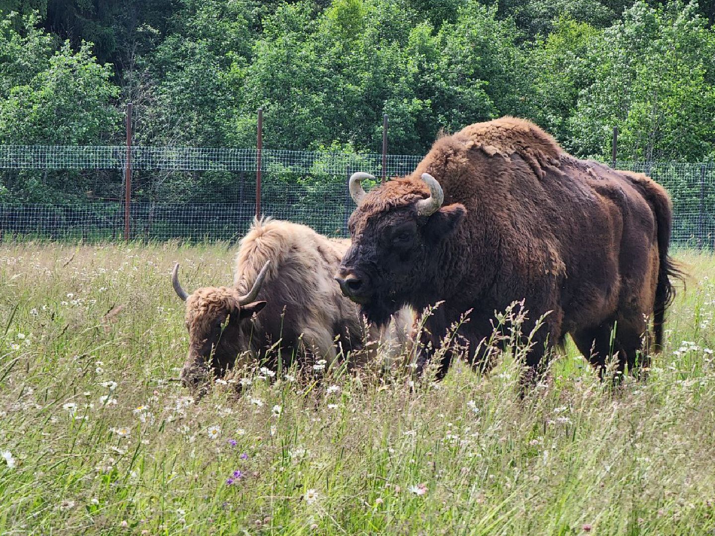 можайск, можайский городской округ, подмосковье, сафари-парк, животные, быки, як, буйвол, бизон, зубр, туризм в можайске, туризм в подмосковье,