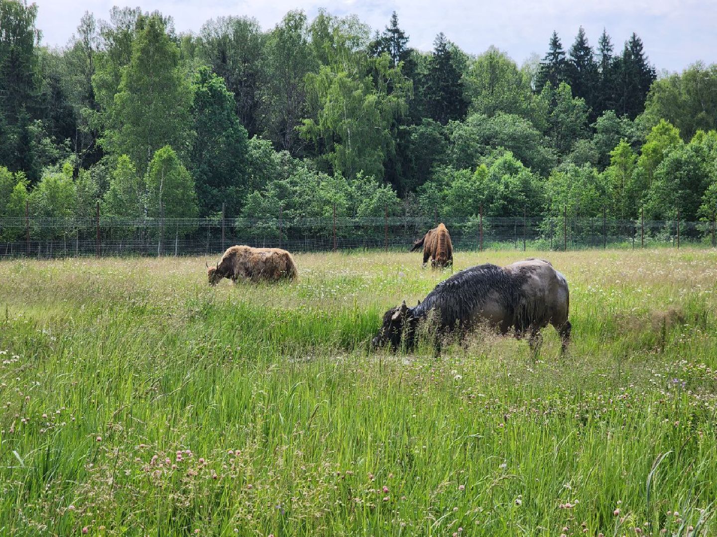 можайск, можайский городской округ, подмосковье, сафари-парк, животные, быки, як, буйвол, бизон, зубр, туризм в можайске, туризм в подмосковье,
