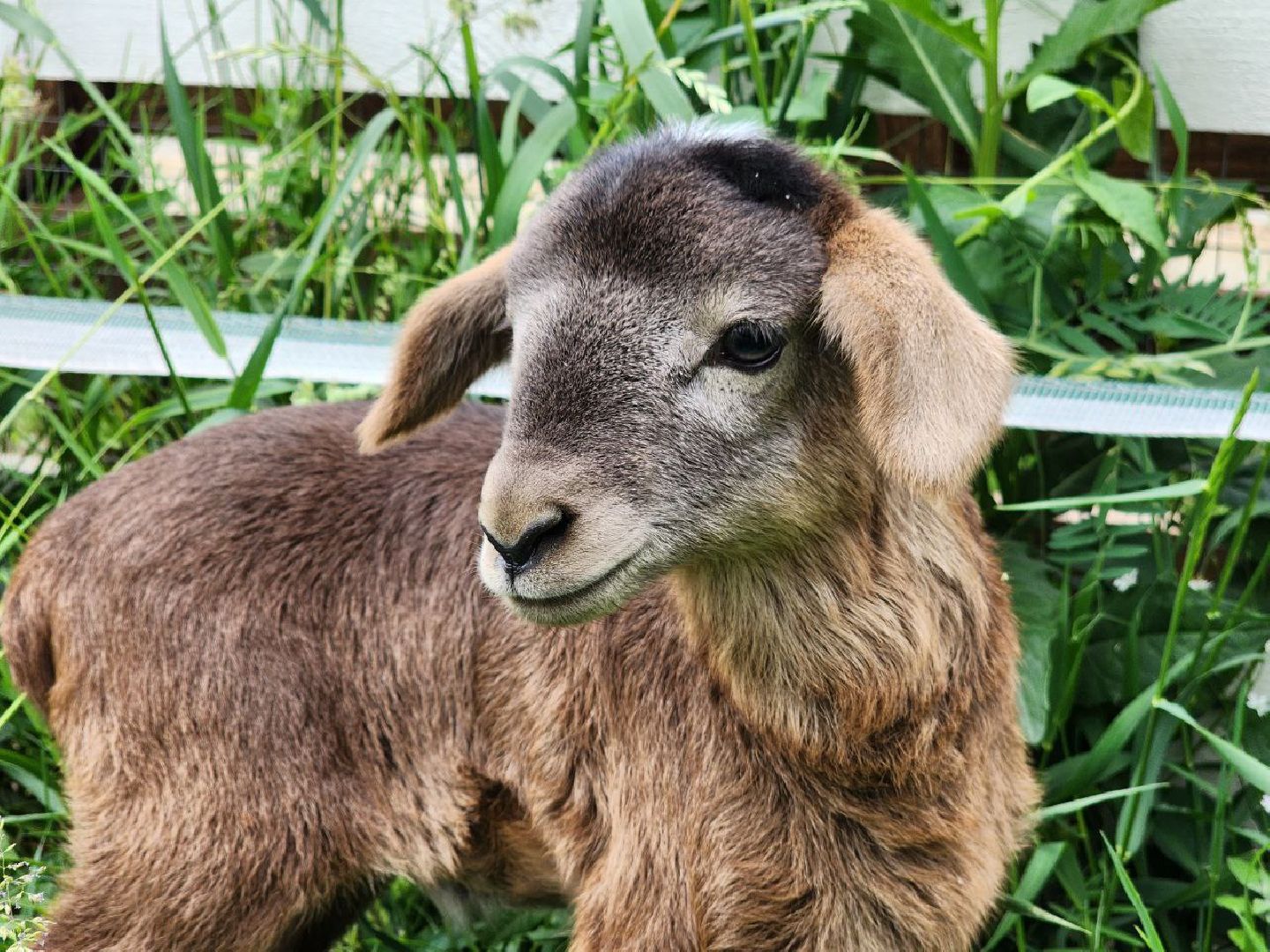 можайск, можайский городской округ, подмосковье, ранчорф, сельское хозяйство, фермерское хозяйство, ферма, агротуризм, сыроварня, завод по переработке молока,