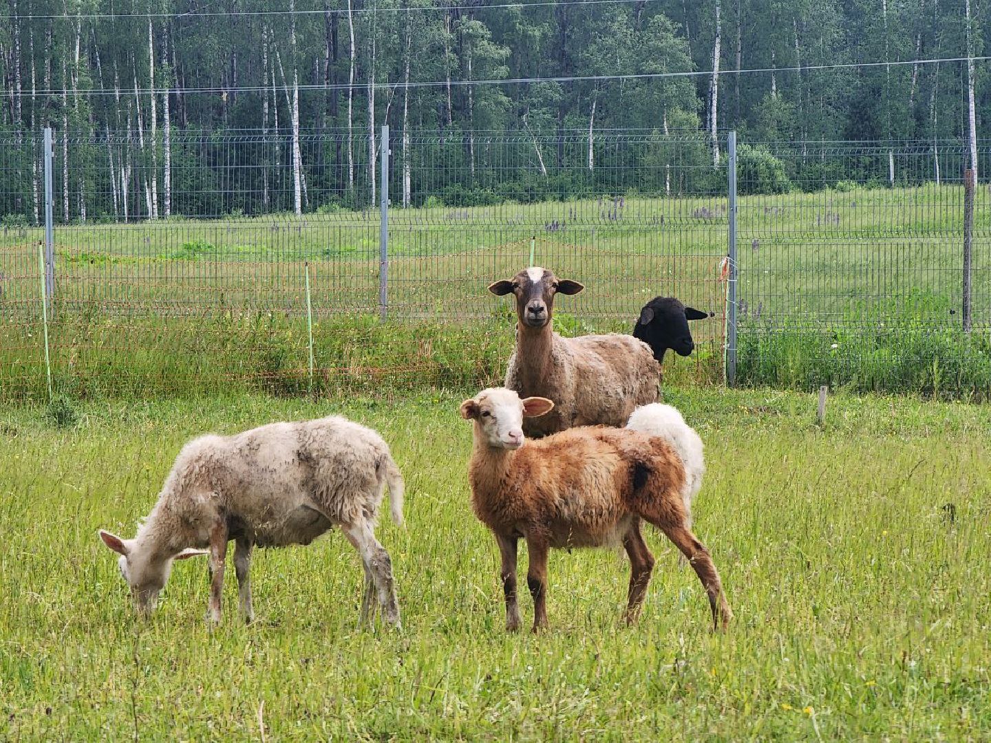 можайск, можайский городской округ, подмосковье, ранчорф, сельское хозяйство, фермерское хозяйство, ферма, агротуризм, сыроварня, завод по переработке молока,