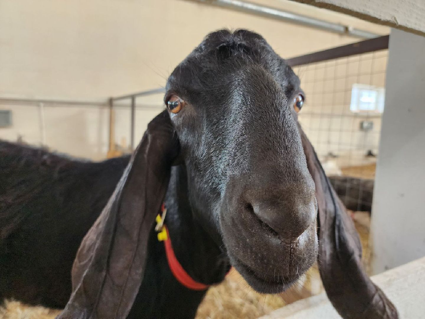 можайск, можайский городской округ, подмосковье, ранчорф, сельское хозяйство, фермерское хозяйство, ферма, агротуризм, сыроварня, завод по переработке молока,