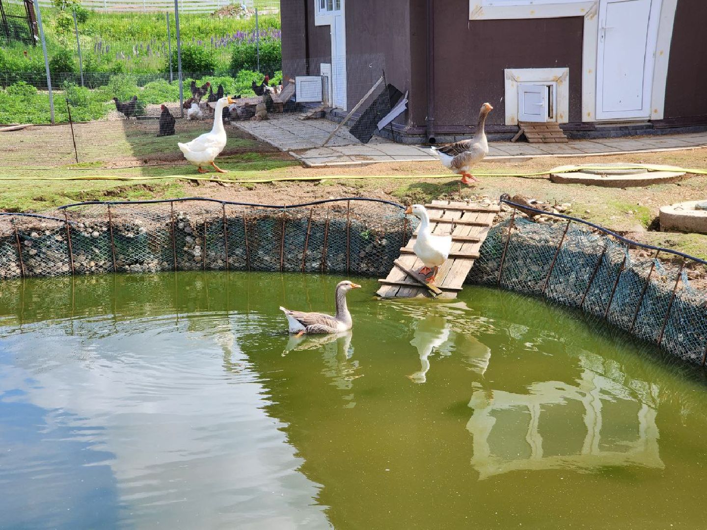 можайск, можайский городской округ, подмосковье, ранчорф, сельское хозяйство, фермерское хозяйство, ферма, агротуризм, сыроварня, завод по переработке молока,