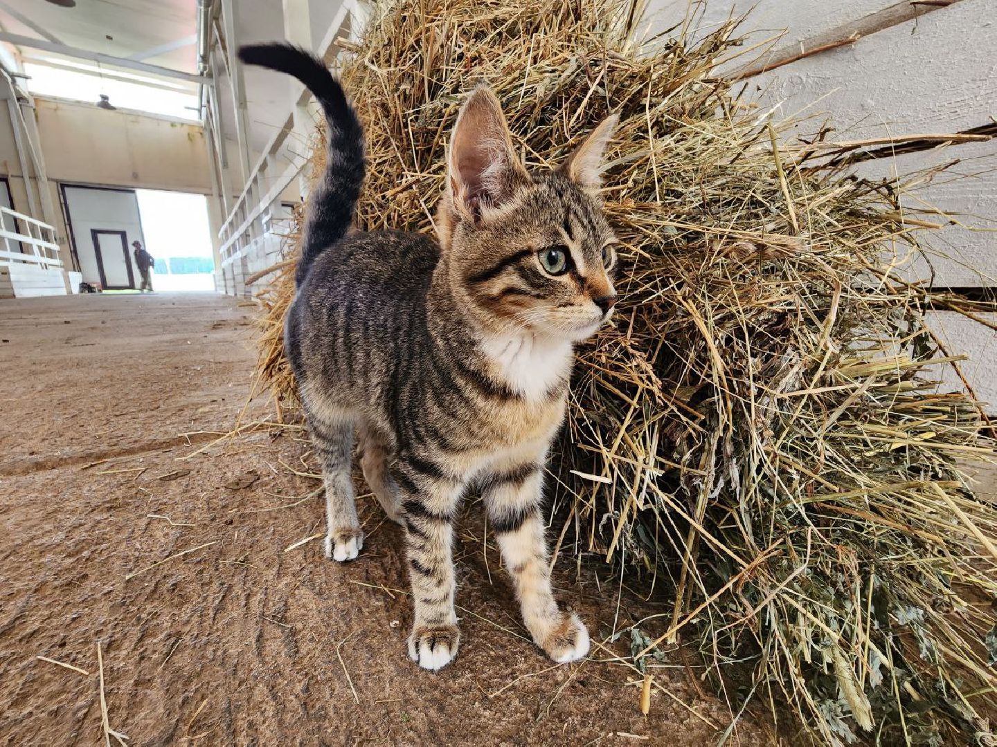 можайск, можайский городской округ, подмосковье, ранчорф, сельское хозяйство, фермерское хозяйство, ферма, агротуризм, сыроварня, завод по переработке молока,