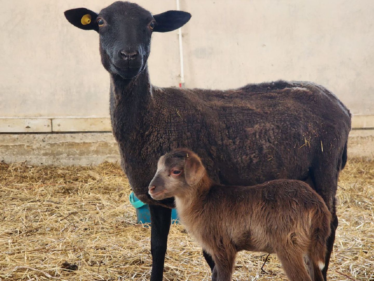 можайск, можайский городской округ, подмосковье, ранчорф, сельское хозяйство, фермерское хозяйство, ферма, агротуризм, сыроварня, завод по переработке молока,