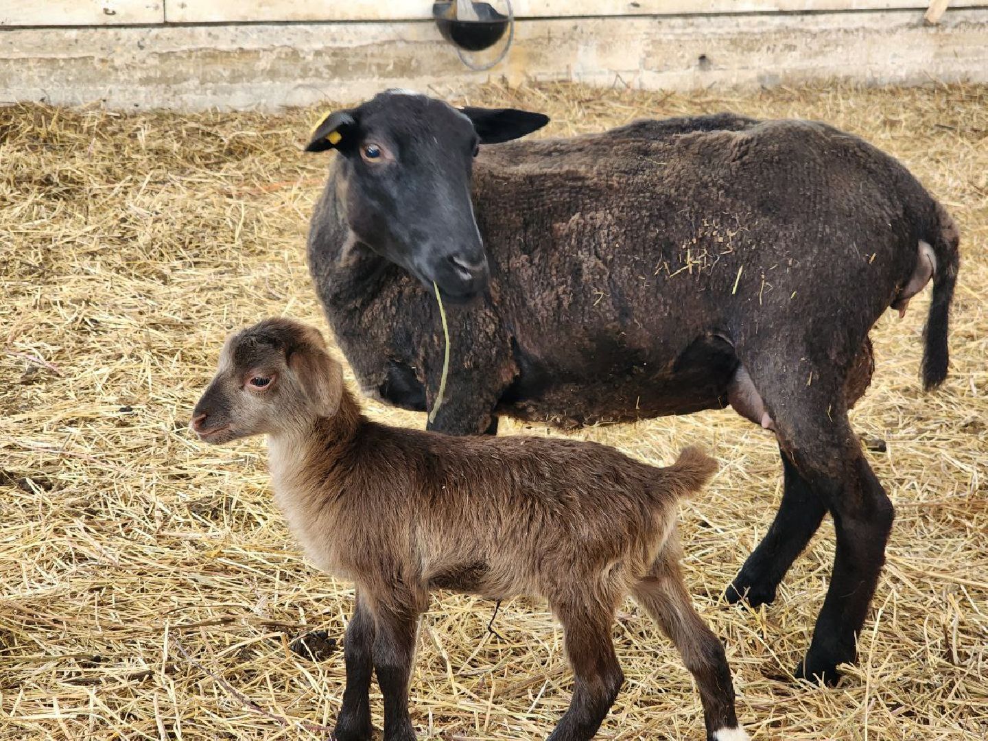 можайск, можайский городской округ, подмосковье, ранчорф, сельское хозяйство, фермерское хозяйство, ферма, агротуризм, сыроварня, завод по переработке молока,