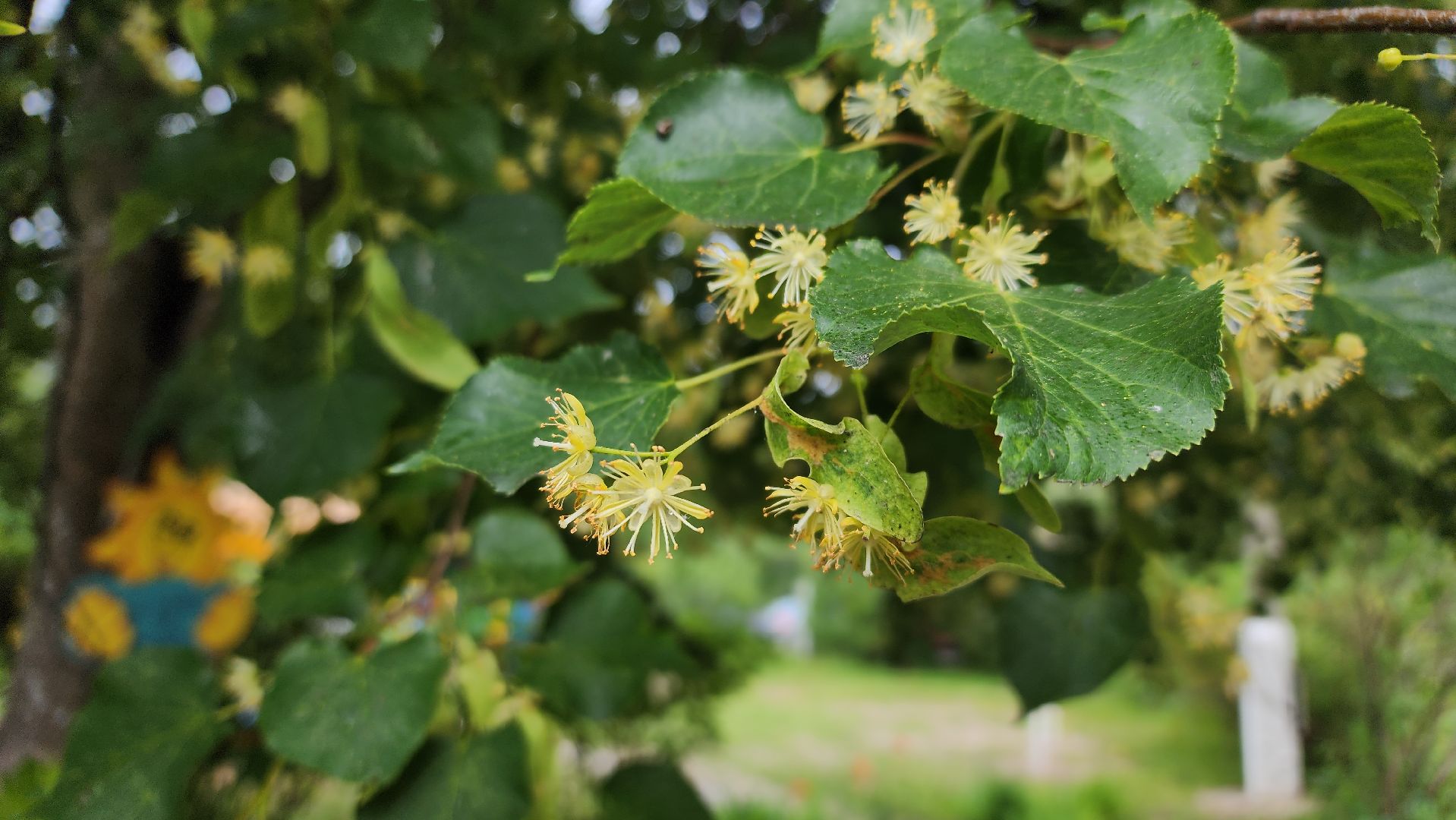 ступино, липовый цвет, природа подмосковья,