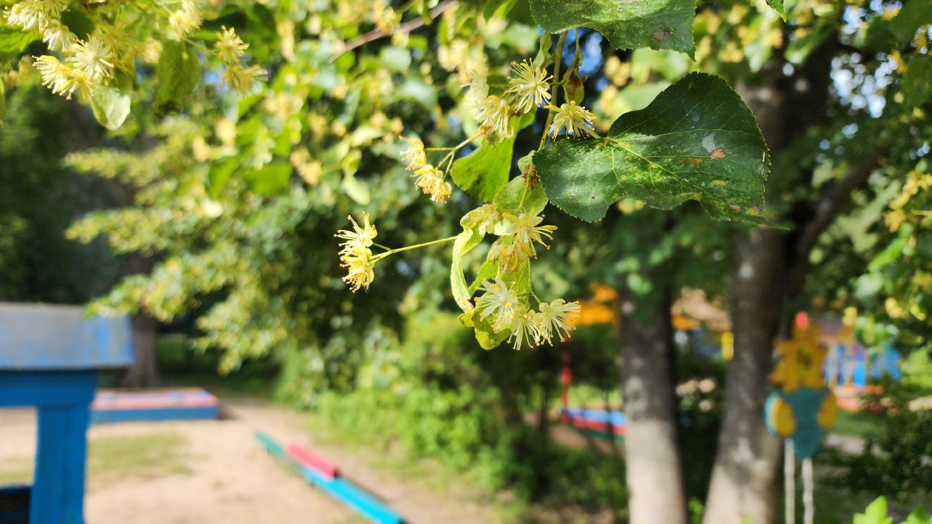 ступино, липовый цвет, природа подмосковья,