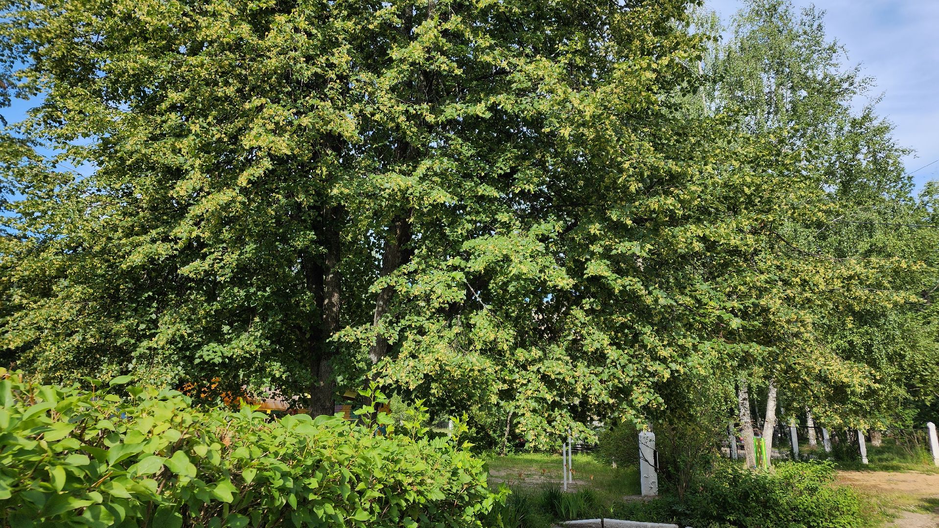 ступино, липовый цвет, природа подмосковья,