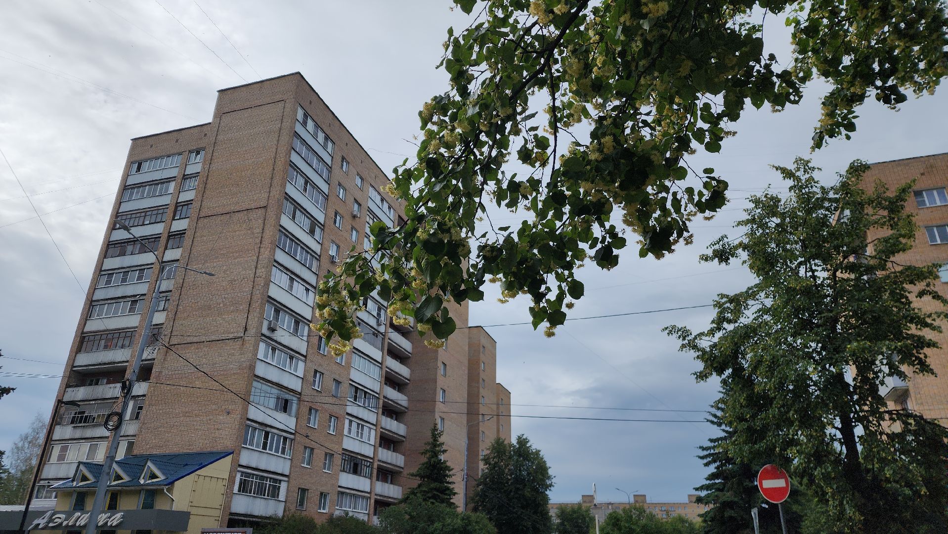 ступино, липовый цвет, природа подмосковья,