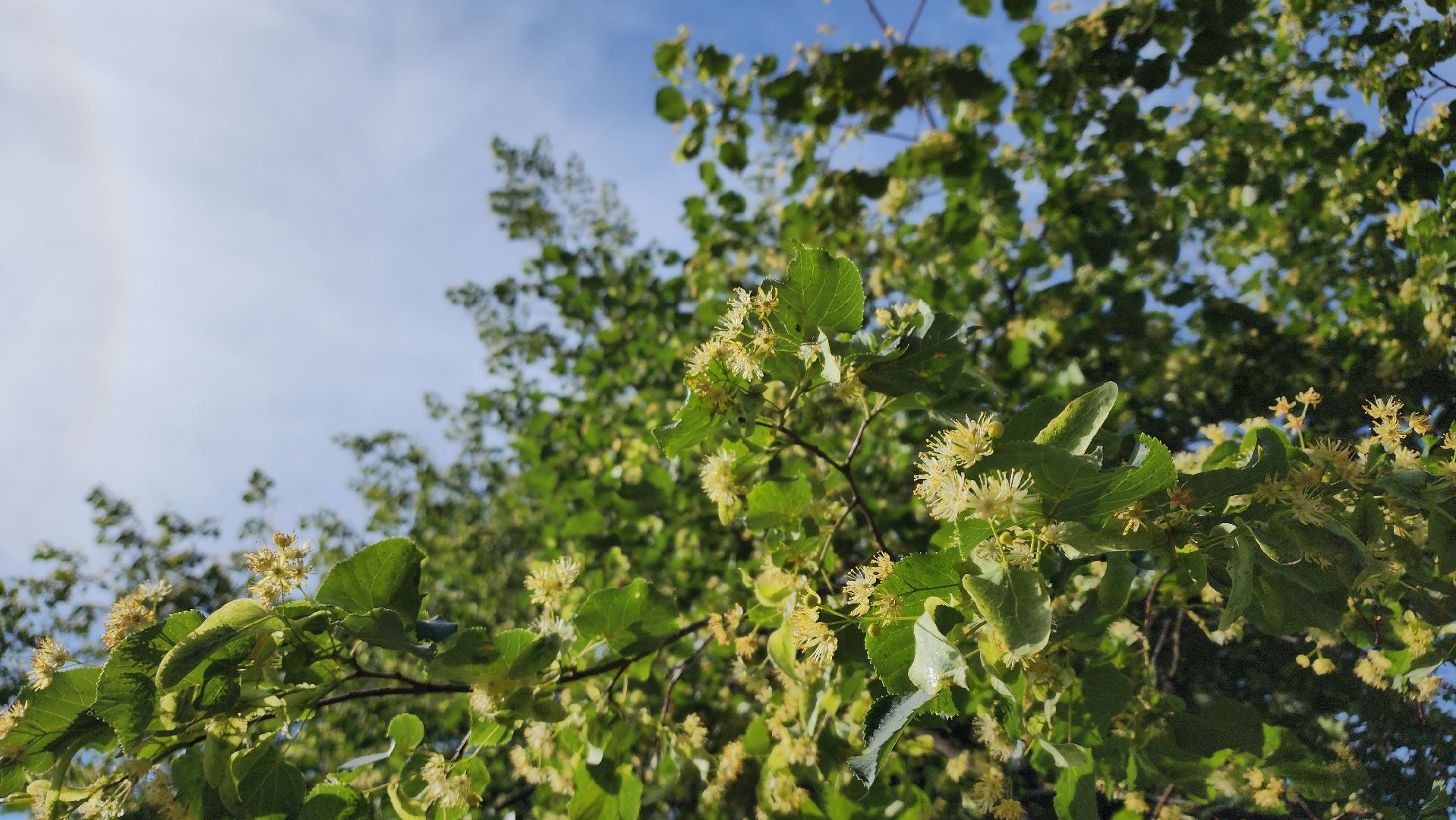 ступино, липовый цвет, природа подмосковья,