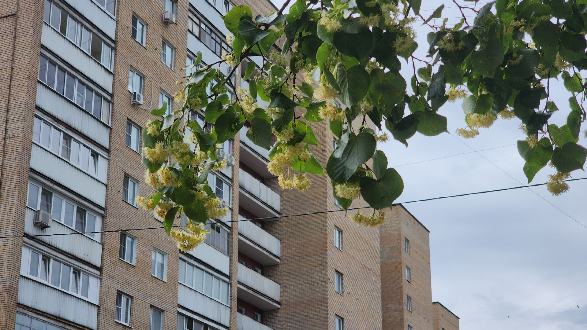 ступино, липовый цвет, природа подмосковья,