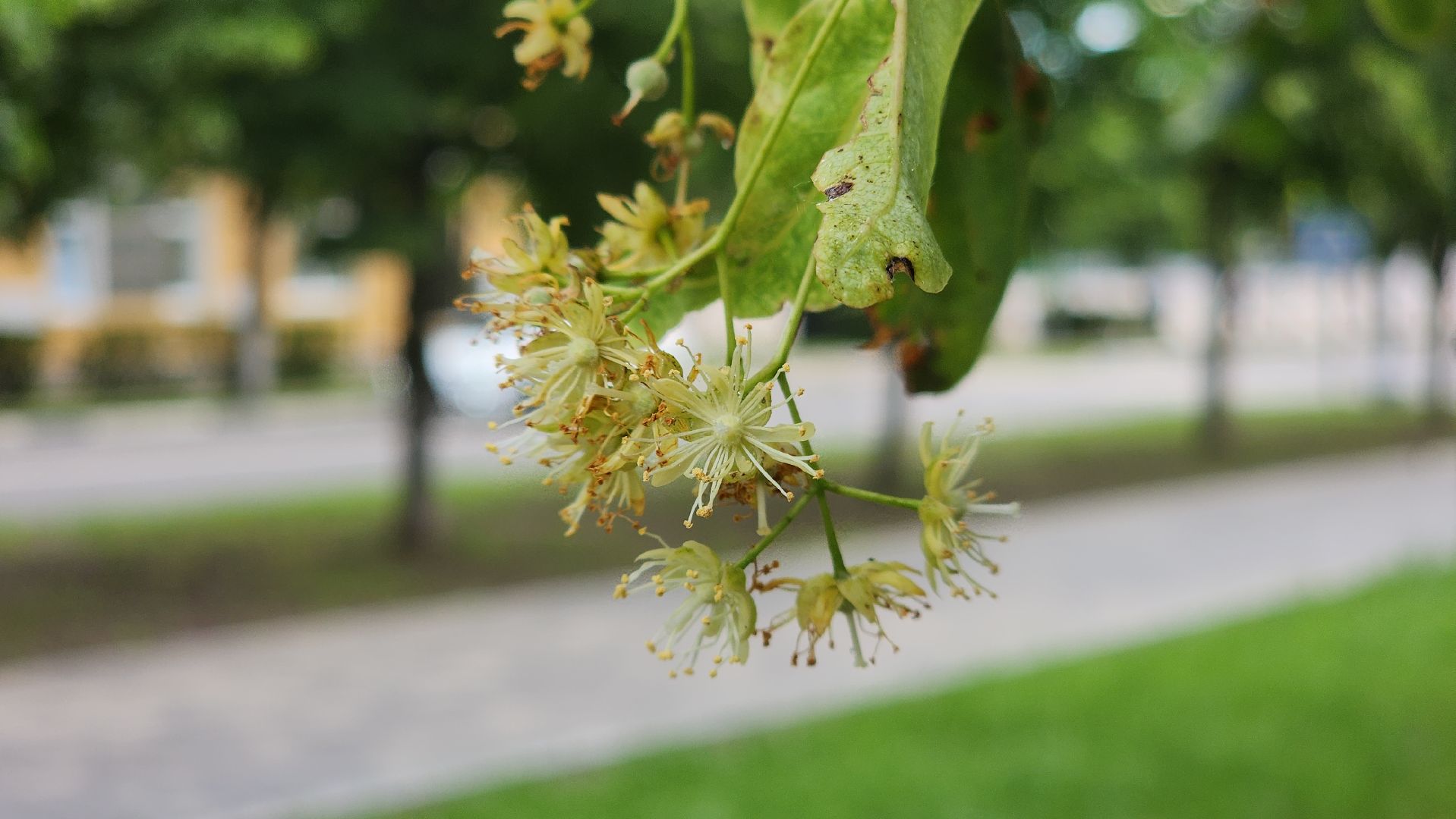 ступино, липовый цвет, природа подмосковья,