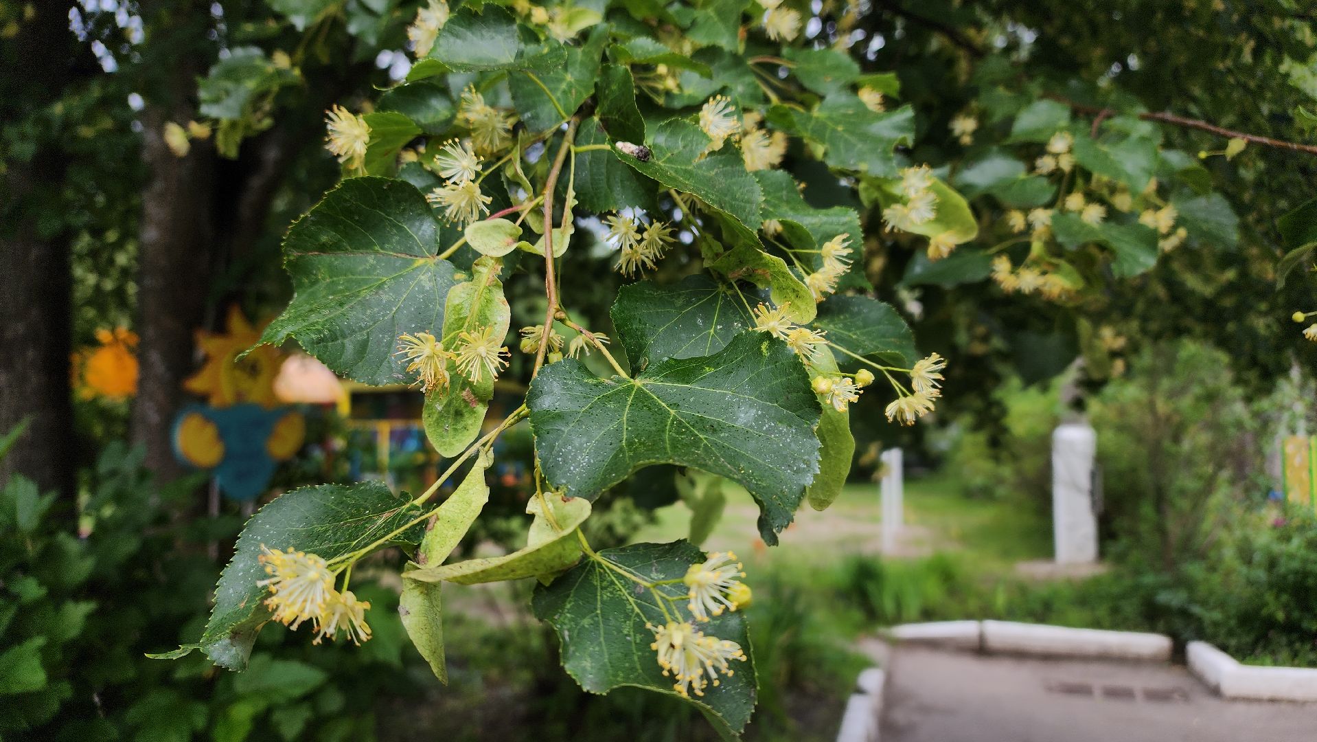 ступино, липовый цвет, природа подмосковья,