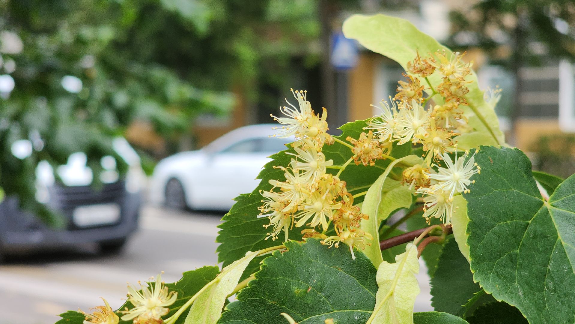 ступино, липовый цвет, природа подмосковья,