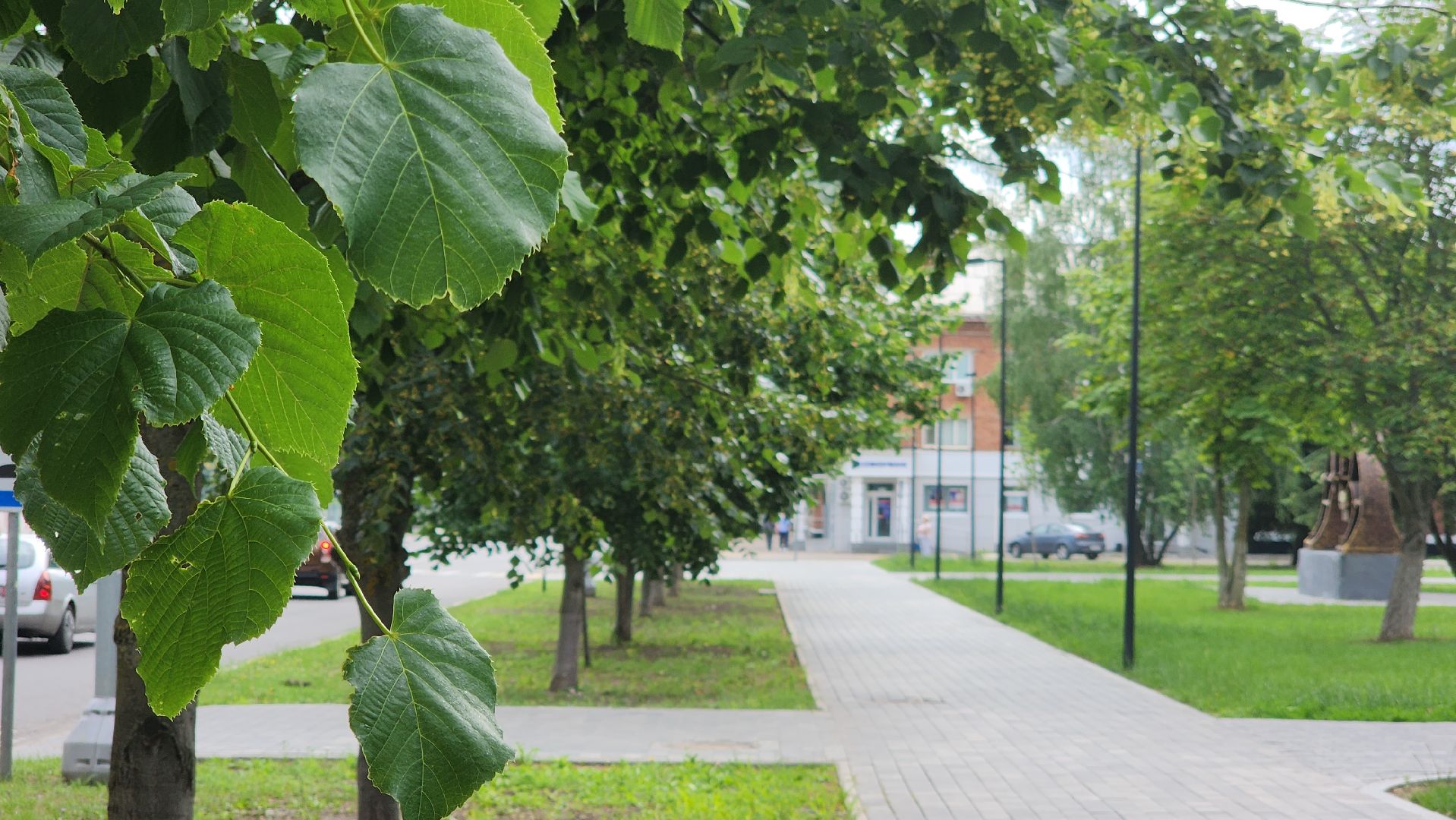 ступино, липовый цвет, природа подмосковья,