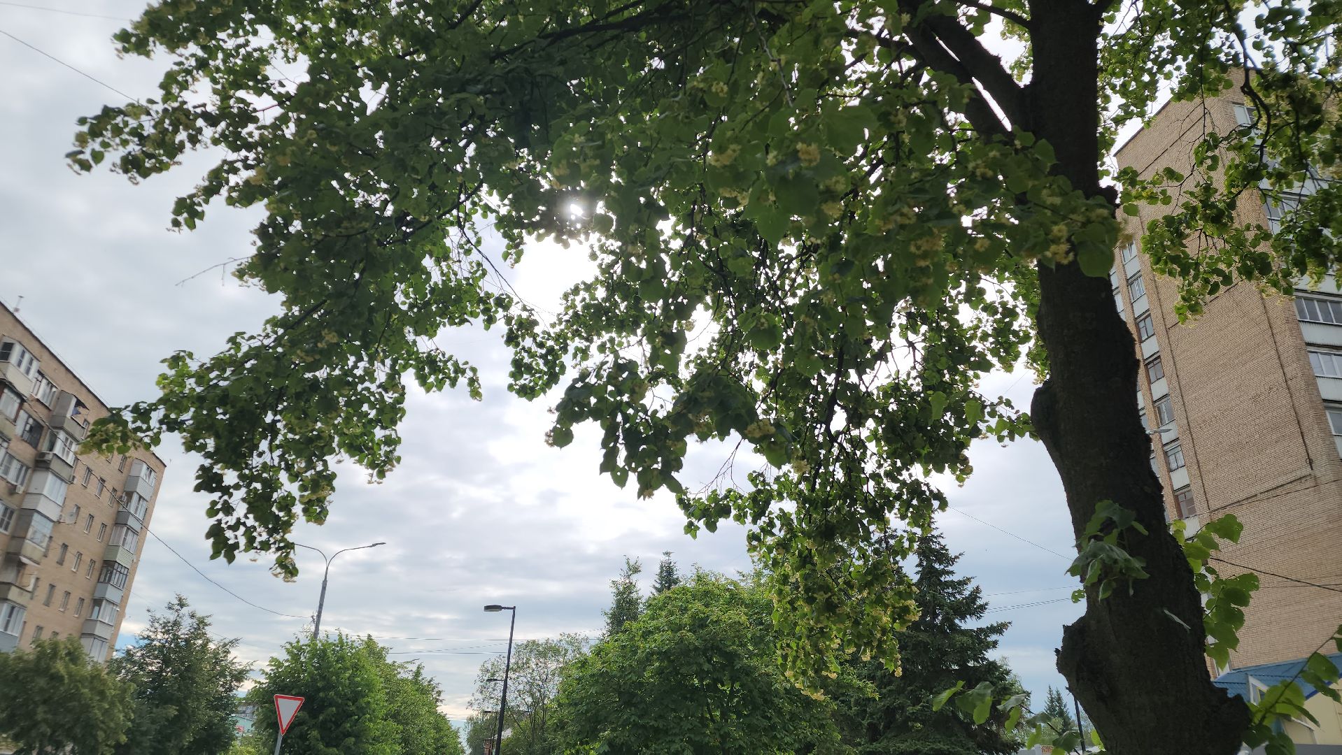 ступино, липовый цвет, природа подмосковья,