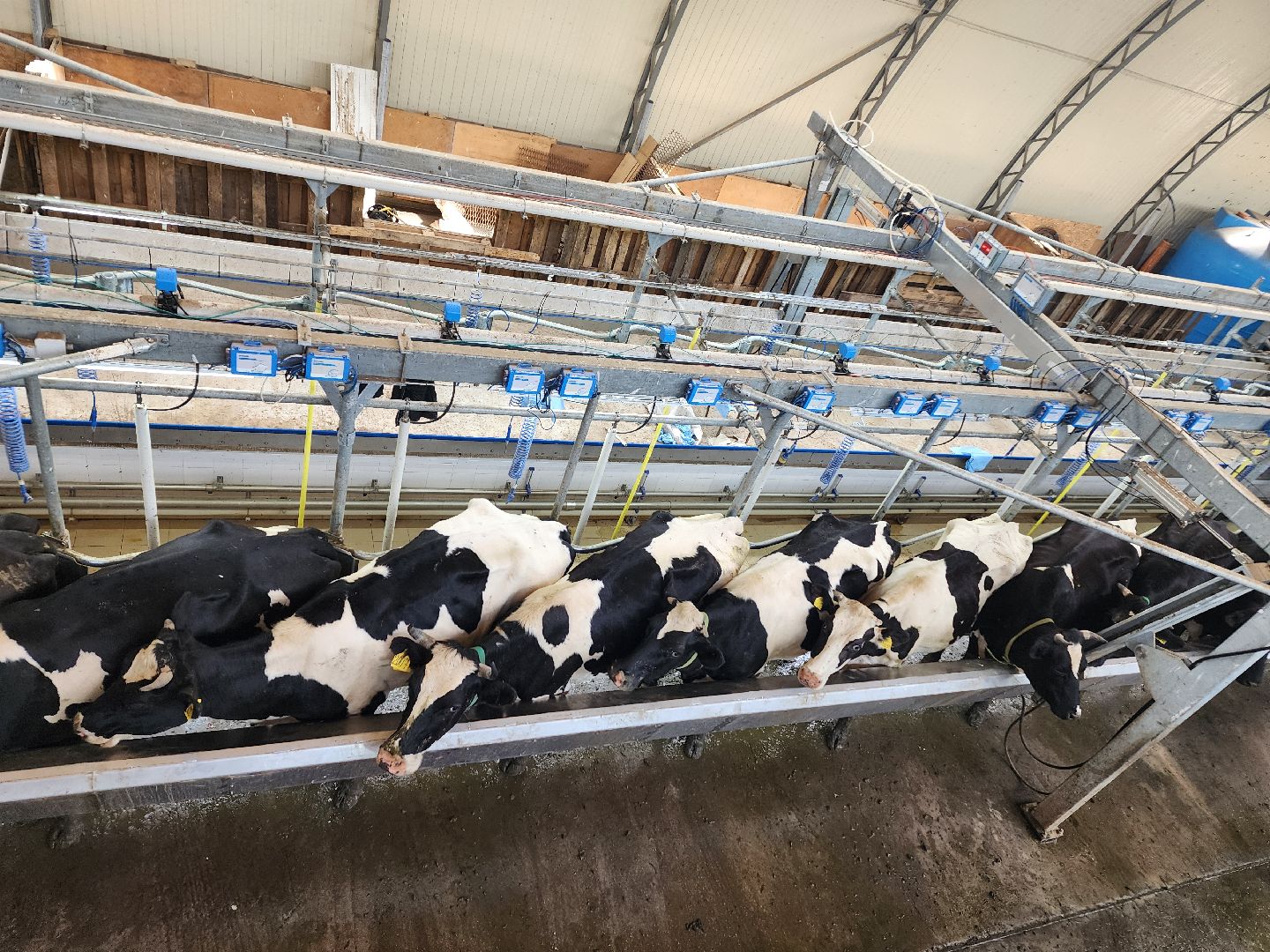 волоколамск, фермер, молоко,