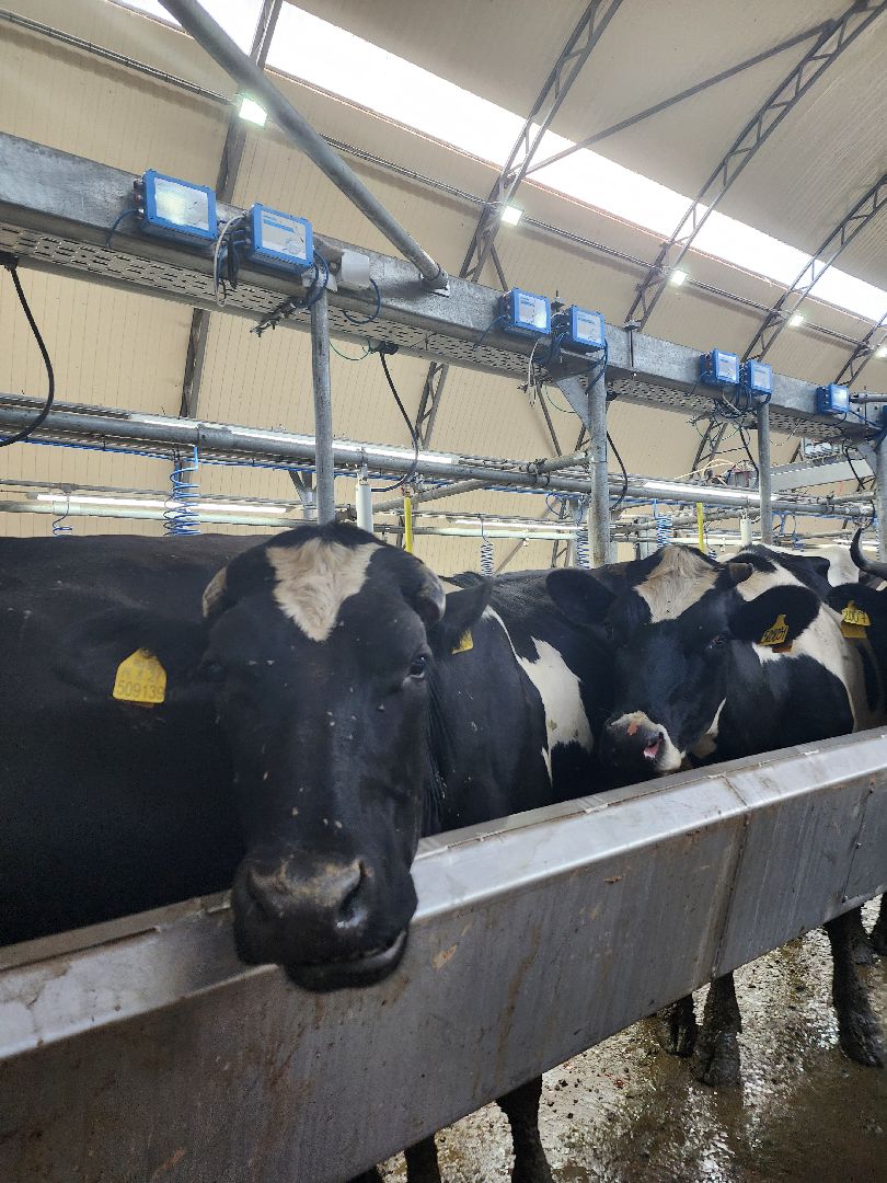 волоколамск, фермер, молоко,