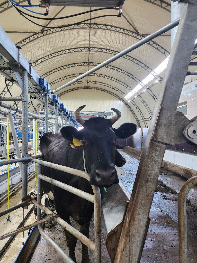 волоколамск, фермер, молоко,