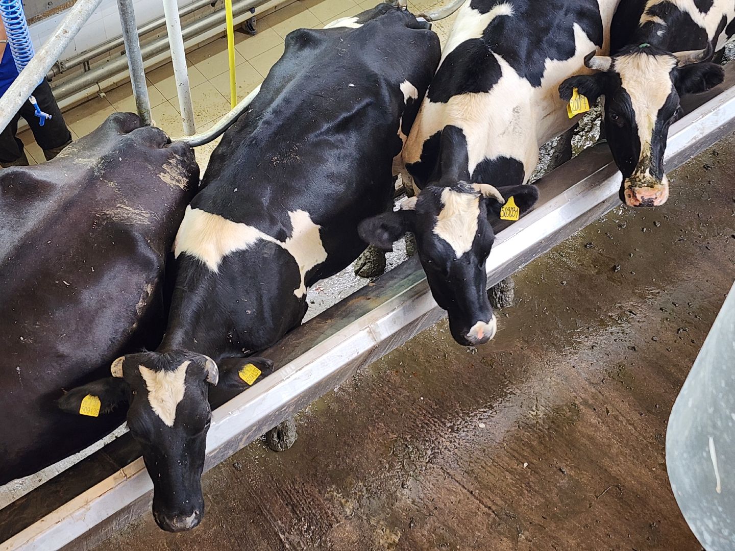 волоколамск, фермер, молоко,