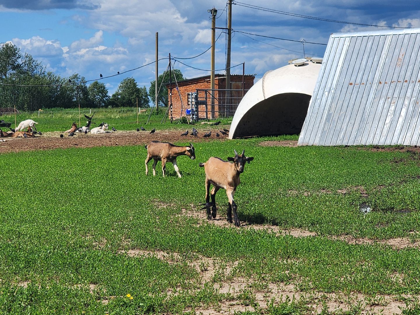 волоколамск, фермер, молоко,