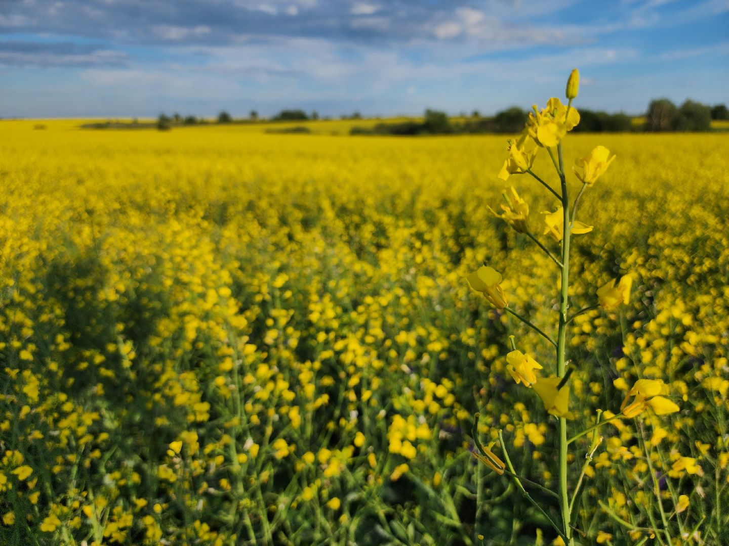 Зарайск, яровые, фотосессия,