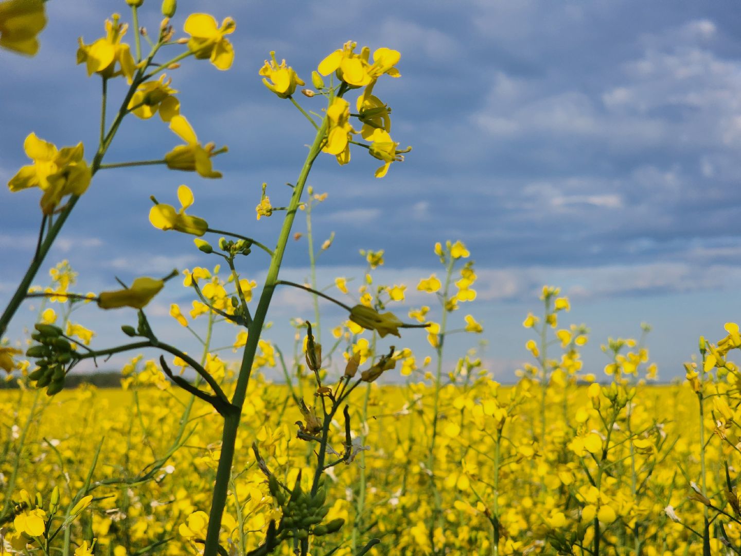 Зарайск, яровые, фотосессия,