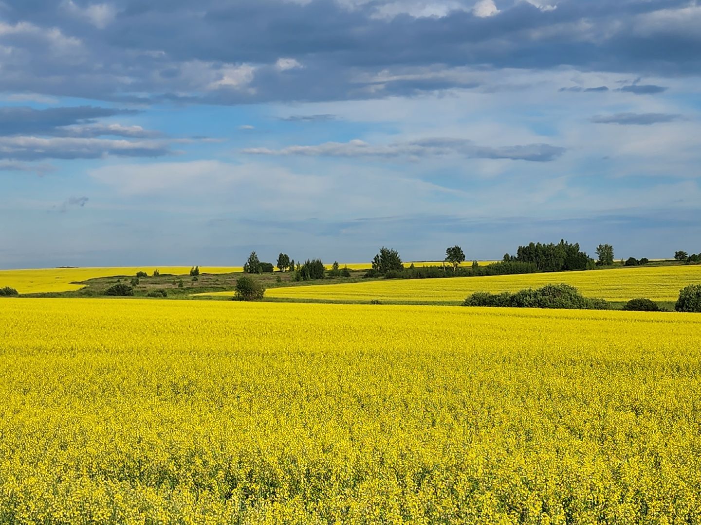 Зарайск, яровые, фотосессия,