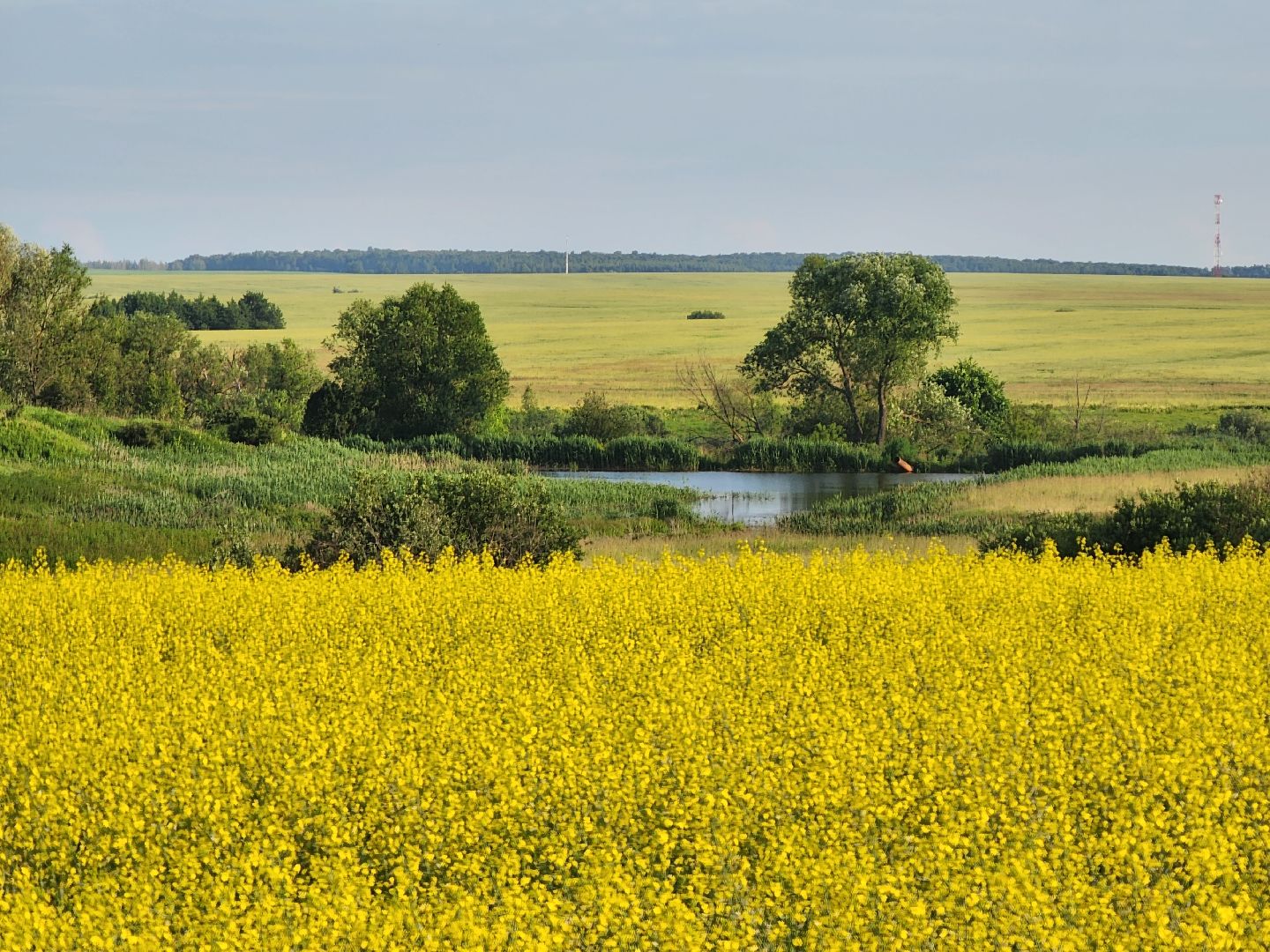 Зарайск, яровые, фотосессия,