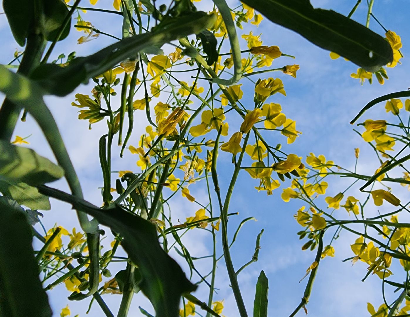 Зарайск, яровые, фотосессия,