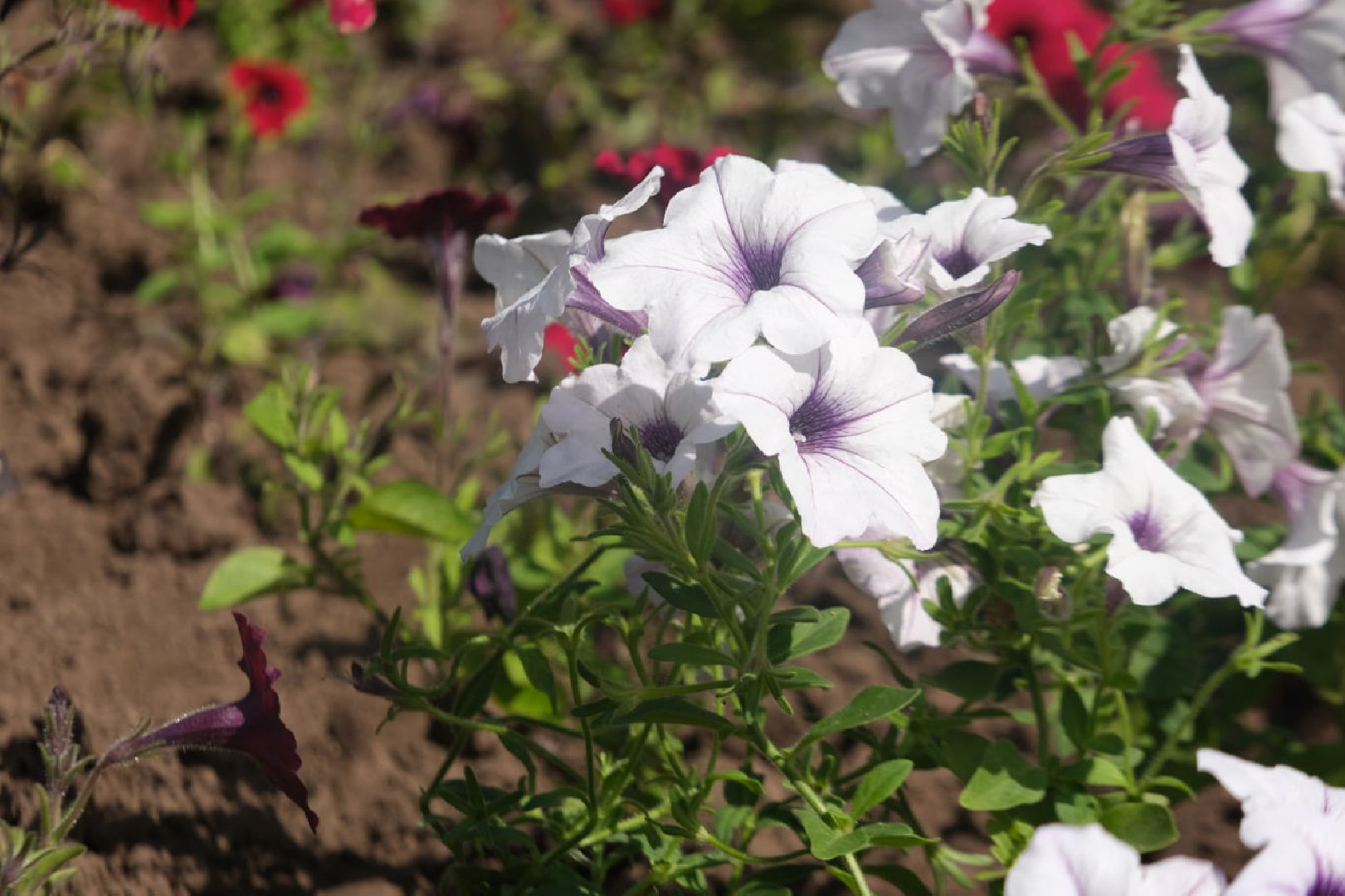 пущино, серпухов, благоустройство,