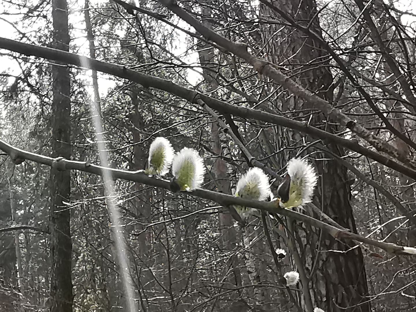 Подольск, верба